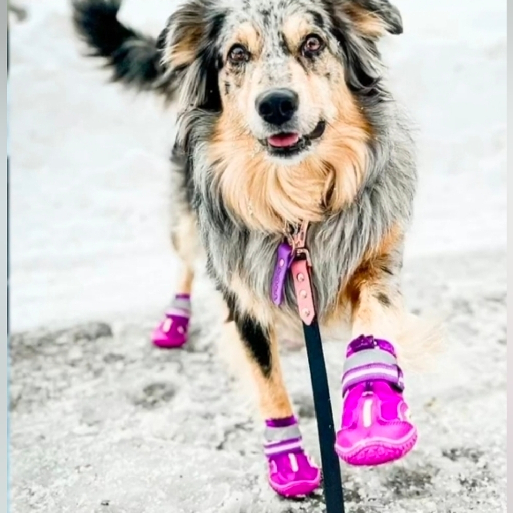 Qumy Pets Brand New Purple Reflective Performance Dog Shoes Size 7 (63-75lbs)